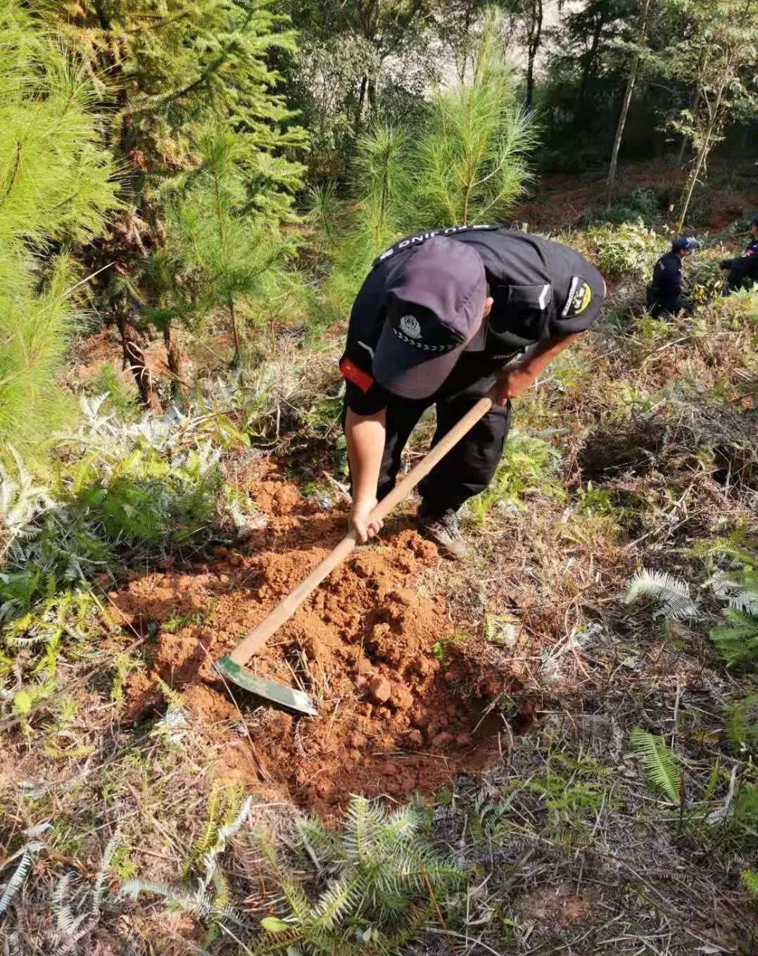 干好每一天|青山掛白我復(fù)綠，無私奉獻(xiàn)金森人——資源保護(hù)部義務(wù)突擊隊(duì)工作記實(shí)