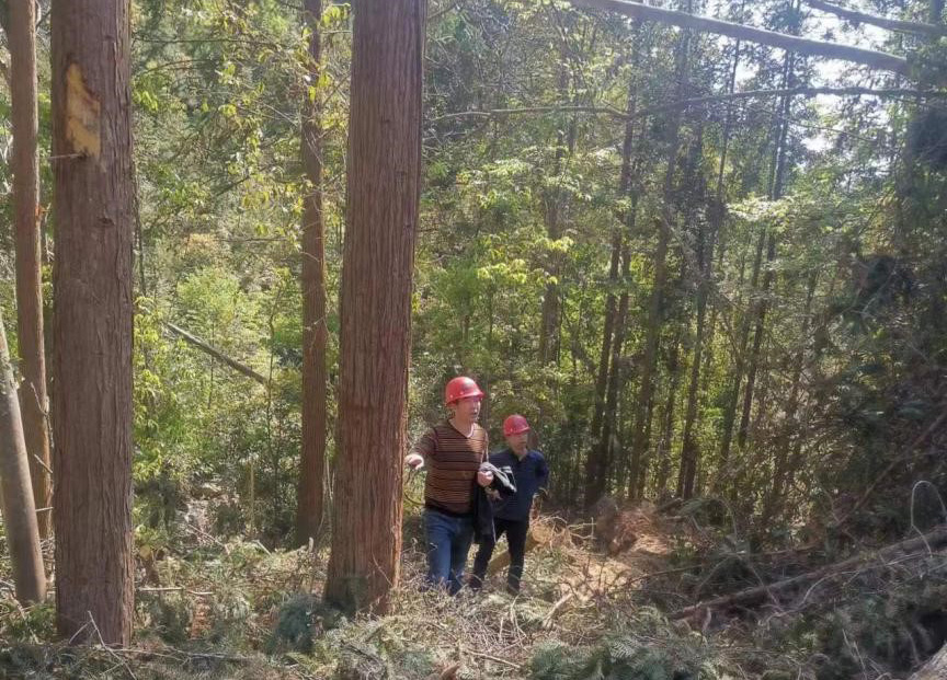 “兩節”前夕，“綠盾”行動——福建金森嚴格把關林木采伐施工